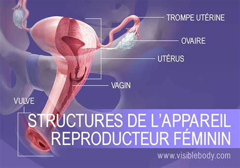 chatte d'une femme|Tout sur le vagin : anatomie et évolution du vagin au fil du temps.